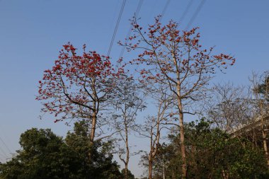 Kışın, kırmızı çiçekli iki uzun ağaç bir şehir parkı ve diğer yeşil bitkilerin önünde büyürler. Gökyüzü açık ve mavi, içinden elektrik hatları geçiyor..