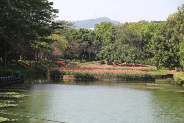 Pembe ve yeşil kültür merkezinin uçsuz bucaksız parkında sonsuz bir çimen, yüzeyinde nilüferlerin açtığı bir göl, ağaçlar ve çiçekler, yüzme havuzlarında küçük tekneler ve onların üzerinde oynayan insanlar bulunur.