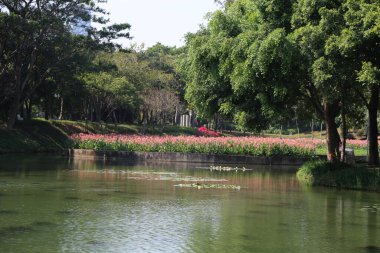 Nehir kıyısı boyunca ağaçlar ve çiçeklerle dolu yeşil bir park, insanların dinlenmesi ya da fotoğraf çekmesi için açık bir alan. Su yüzeyi, kıyının her iki tarafında açan pembe zambakları yansıtır..