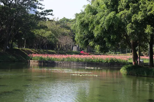 Nehir kıyısı boyunca ağaçlar ve çiçeklerle dolu yeşil bir park, insanların dinlenmesi ya da fotoğraf çekmesi için açık bir alan. Su yüzeyi, kıyının her iki tarafında açan pembe zambakları yansıtır..