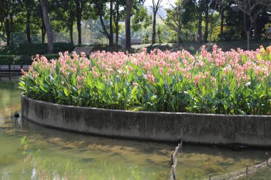Parktaki beton gölet yeşil yapraklar ve otlarla çevrili uzun pembe kanna indica çiçekleriyle doludur. Su yüzeyi açık renkleri yansıtır ve ağaçların arasından parlayan sıcak güneş ışığıyla genel bir uyum ortamı yaratır..