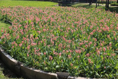 Her iki tarafında yeşil çimenler ve beton kenarlarla çevrili hassas pembe koni çiçeklerinden oluşan İndika çiçek tarlası merkezde yer almaktadır. Fotoğraf yüksek çözünürlüklü genel bir perspektiften çekilmiş..