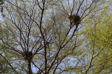 Eski bir kavak ağacının dallarında kuş yuvası. Yapraklar henüz tam olarak büyümedi ve bahar geldi. Gökyüzünde bulut yok.