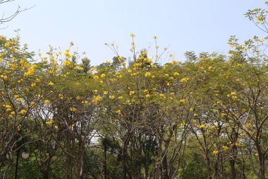 Parkta, handroanthus chrysanthus çiçeklerle doludur ve ağaçlar tamamen çiçeklenmiştir, uzaktan görülebilirler. Üzerlerindeki gökyüzü bulutsuz açık bir mavi.