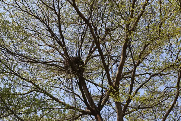 Ağacın tepesi, yaprakları ve dallarıyla bomboş. Baharda, içinde bir kartal yuvası var. Fotoğraf yukarıdan çekilmiş, aşağıdan..