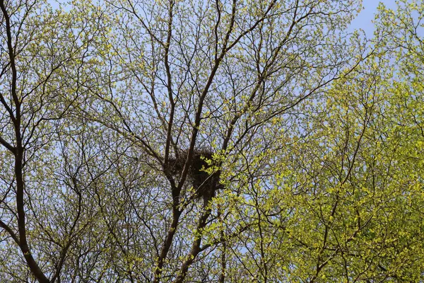 Eski bir kavak ağacının dallarında mavi bir gökyüzünün arka planında bir kuş yuvası görülebilir. Bahar yeşili yapraklar ağaçlarda yetişir, bir doğa fotoğrafçılığı sahnesi..