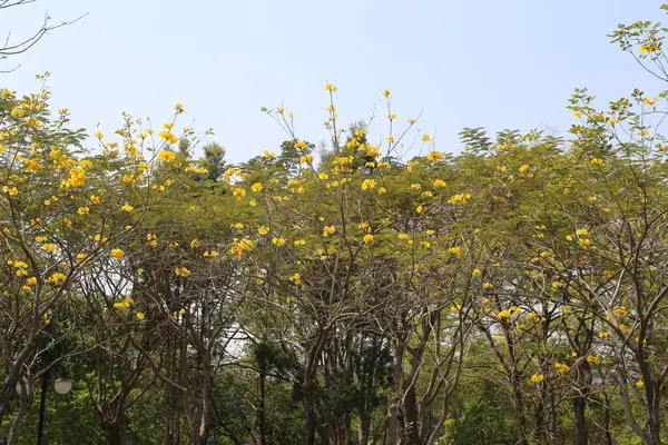 Parkta, handroanthus chrysanthus çiçeklerle doludur ve ağaçlar tamamen çiçeklenmiştir, uzaktan görülebilirler. Üzerlerindeki gökyüzü bulutsuz açık bir mavi.