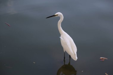 Bir fotoğraf durgun suda duran zarif bir balıkçıl tasvir eder, uzun boynu ve ince bacakları koyu gri arka planda zıt düşmektedir. Kuşun siyah gözleri ve sarı gözbebekleri vardır. Gagasında bir balık ya da su altı nesnesi tutarlar..