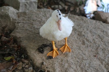 Sarı ayaklı beyaz bir ördek taşın üzerinde duruyor, kafası bir yana eğilmiş ve ağzı fotoğraf çekiyormuş gibi açık duruyor. Arka planda yapraklarla kaplı kayalar doğal bir güzellik ortamı yaratıyor.