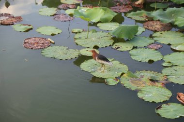 Nilüfer yaprakları üzerinde tünemiş, kızıl bir kafa ve göğsü olan küçük bir kuş. Eski bir Çin bahçesinin göletinde. Sahne etrafındaki detaylı su bitkilerini yakalıyor ve sakin bir atmosfer yaratıyor.