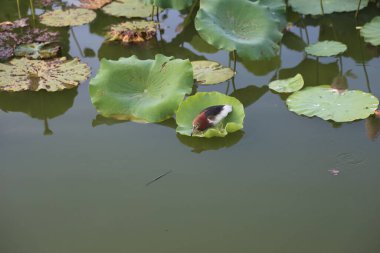 Küçük bir kuş nilüfer yaprağının altından bakar, başı sırtüstü uzanır ve bacakları suyun altında sallanır. Gölet, barışçıl bir atmosfer yaratan yeşil yapraklarla çevrili..
