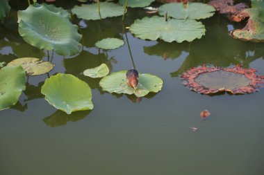 Nilüfer havuzunda, göletin bir tarafında nilüfer yapraklarını gagalayan turuncu ve yeşil bir kuş vardır. Kamera onlara yukarıdan bakıyor..