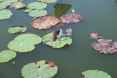 Nilüfer yapraklarının üzerinde oturan bir kuş, yeşil nilüfer yaprakları ve kahverengi yapraklarla kaplı bir gölet, gölet sakindir. Kuşun boynunda beyaz ve kırmızı kuyruk tüyleri olan siyah bir kafası vardır.