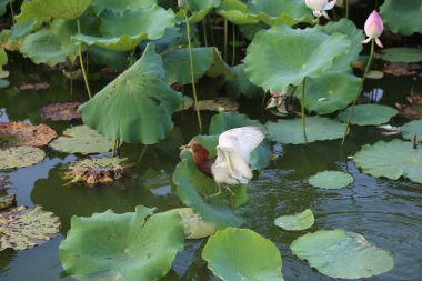 Nilüfer havuzunda, kırmızı bir kafası ve boynu olan, yeşil yaprakların önünde duran, kanatlarını açıp suyun yüzeyinden uçan zarif beyaz bir kuş vardır..