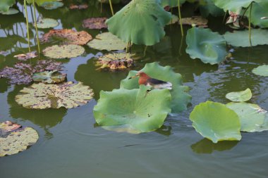 Nilüfer havuzunda, içinde yüzen yeşil yapraklardan birinin üzerinde duran turuncu ve siyah bir kuş vardır. Uzun saplı nilüferler ve yüzeylerinde güneş ışığı yansımaları vardır..
