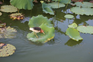 Nilüfer havuzunda, portakal gagalı bir kuş yakın planda nilüferleri gagalıyor. Kuşun başı ve boynu beyaz göğüs tüyleriyle siyah tüylere sahipken, gövdesi kırmızı tüylüdür.