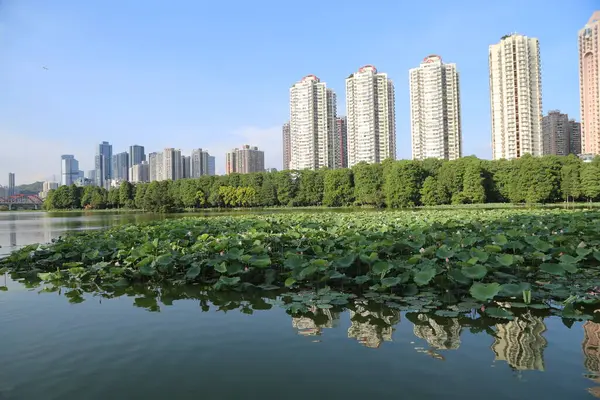 Şehrin her iki tarafında yüksek binalar ve yeşil ağaçlarla çevrili büyük bir nilüfer havuzu. Açık gökyüzü bulutsuz mavidir.