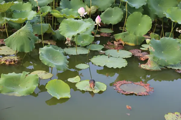 Nilüfer yapraklı ve nilüferli bir gölet, gölet yeşil otlarla çevrili, balıklar içinde yüzüyor, birinde yaşlı bir yusufçuk var, fotoğraf yukarıdan çekilmiş..