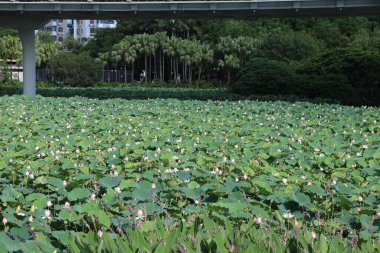 Shenzhen yazında, yukarıda bir üst geçit vardır ve her iki tarafında da birçok nilüfer yaprağı vardır. Aşağıdaki toprakta zambak gibi görünen beyaz çiçekli yoğun yeşil bitkiler var..