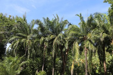 Mavi gökyüzü ve yemyeşil bitki örtüsü olan tropikal bir ormanda palmiye ağaçları. Palmiye ağaçları uzundur, on metreye kadar uzanan uzun yaprakları vardır..