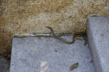 Dışarıdaki beton zeminin köşesinde sürünen küçük bir yılan, bazı basamakların yanında. Zemin, aralarında küçük çakıl taşları ve sarı harç çizgileri olan gri taş kaldırımlarla kaplı..