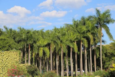 Şehirde yüksek palmiye ağaçları olan büyük bir bahçe. Park iyi bakımlıdır ve çevresinde çeşitli bitkiler, çiçekler, çalılar ve yeşillikler bulunur.