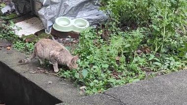 Bu video dışarıdaki bir sokak kedisini çekiyor, muhtemelen bir bahçe ya da arka bahçede. Açık kahverengi ve beyaz paltolu kedi, yeşilliklerle çevrili beton bir çıkıntı boyunca yürürken görülüyor.. 