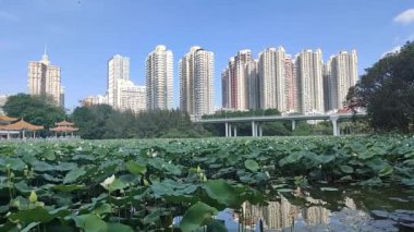 Bu video, ön planda canlı bir nilüfer göleti olan bir şehir parkının çarpıcı bir görüntüsünü sunuyor. Kamera yemyeşil nilüfer yapraklarını ve narin beyaz çiçekleri yakalar meltemde usulca sallanarak doğal bir ortam yaratır.. 