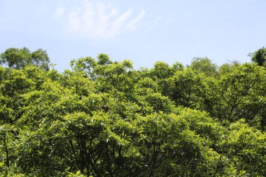 Ön planda yeşil yapraklı bir ağaç var. Ağaç diğer ağaçlarla çevrilidir. Gökyüzü mavi ve berrak
