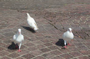 Üç beyaz güvercin yerde duruyor, kırmızı ayaklı ve pembe kuyruklu, açık havada tuğla zeminde yan yana duruyorlar. Perspektif yukarıdan ve etraflarında başka bir şey yok..