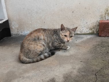 Küçük, kahverengi ve gri çizgili bir kedi açık hava alanının beton zemininde beyaz bir duvarın önündeki arabaların yanında oturuyor. Fotoğraf cep telefonu kamerasıyla flaş modu kullanılarak çekildi.