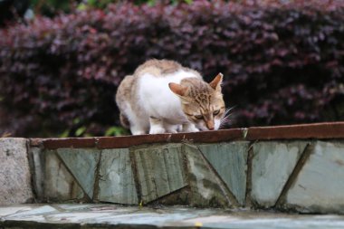 A cat is sniffing the ground. The cat is white and brown