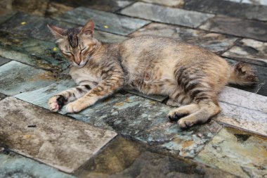 A cat is laying on a tile floor. The cat is brown and white