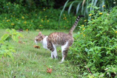 a brown and white cat is walking in the garden, with its tail raised high. the grassy ground, surrounded by green plants, creates an atmosphere of natural beauty.