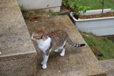 A cat is standing on a stone staircase. The cat is looking at something on the ground. The cat is brown and white