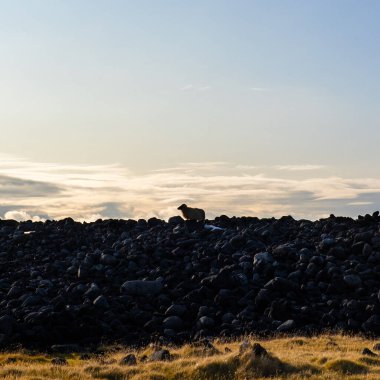 İzlanda 'nın mistik manzarası, koyunlar, Grindavik