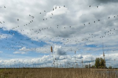 Hollanda Manzarası, Örnek doğa rezervi.