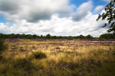 Hollanda Manzarası, Drenthe Dağları