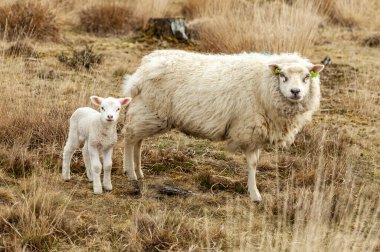 Hollanda manzarası, Drenthe dağlık arazisi, Heather koyunu