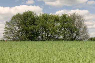 Hollanda manzarası, Drenthe Highlands, 