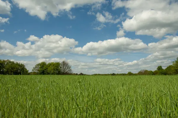 Hollanda manzarası, Drenthe Highlands, 