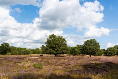 Hollanda manzarası, Drenthe Highlands
