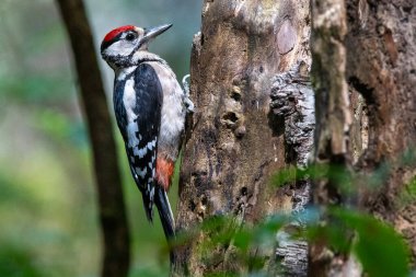 Büyük benekli ağaçkakan (Dendrocopos major), Picidae familyasından bir kuş türü.. 