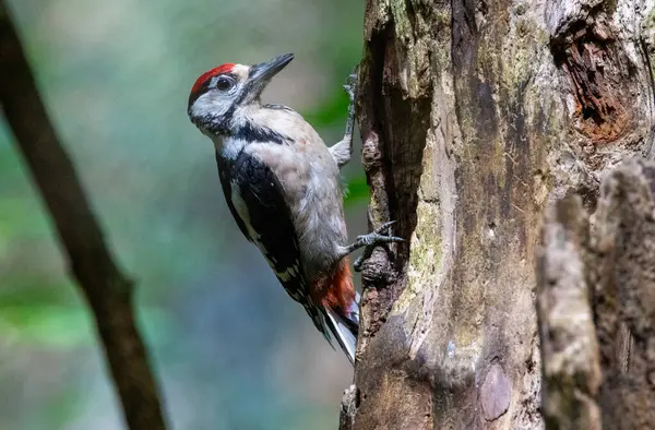 Büyük benekli ağaçkakan (Dendrocopos major), Picidae familyasından bir kuş türü.. 