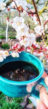 Kahve tomurcuklanan ağaç.