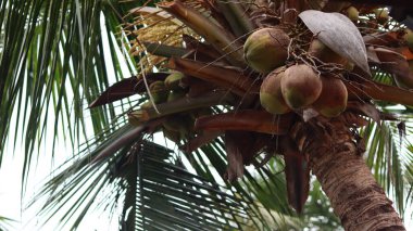 Hindistan cevizi ağacında asılı bir sürü hindistan cevizi