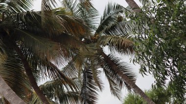 Gün ışığında bir grup hindistan cevizi ağacı