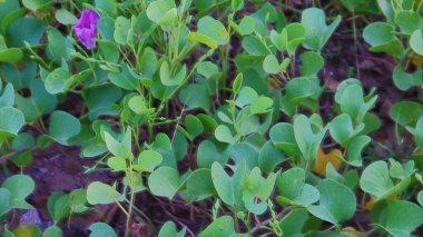 Sahilde bir demet bitki.