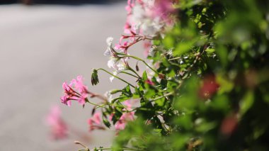 Çalılıklarda açan çiçeklerin yakın çekimi. Yüksek kalite fotoğraf