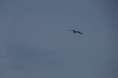 Kuş, martı, gökyüzünde uçuyor. Yüksek kalite fotoğraf